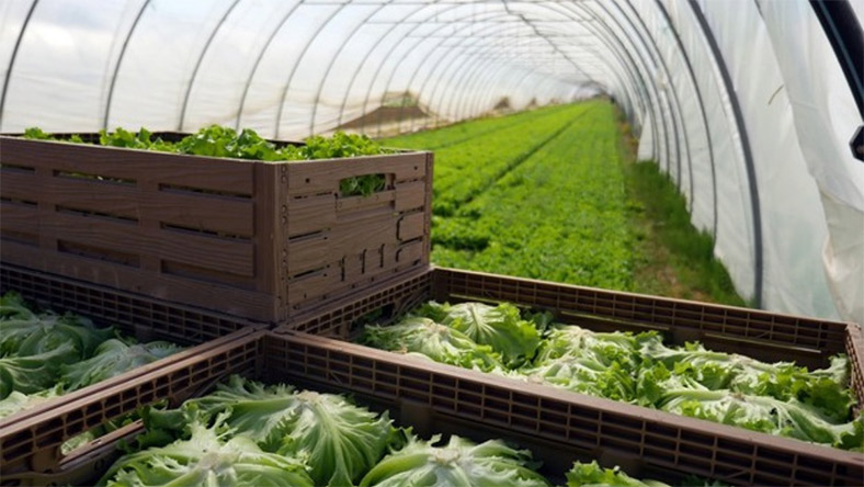 Crate Powerhouse Merger Aims to Revolutionize Farm Packaging