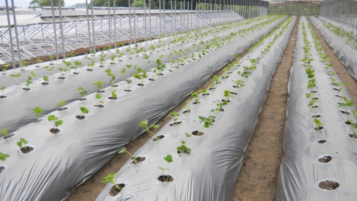 Young plants sprouting through biodegradable mulch film on US farmland